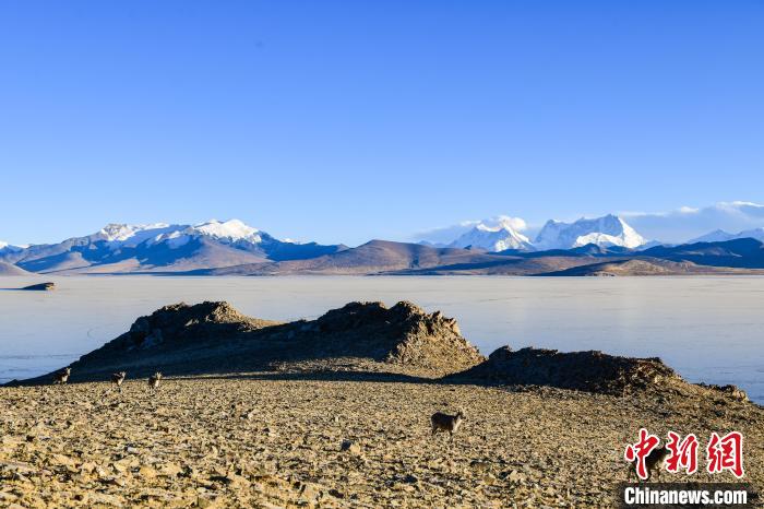 西藏山南浪卡子县普姆雍措高原环湖自行车挑战